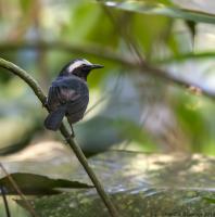 thumb_White-Browed Antbird m